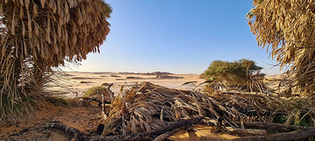 Campo nella piccola oasi deserta di Kora a 17°55'12'' N; 20°40'34'' E