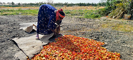 Essiccazione dei pomodori nei campi di Bahr El Ghazal nei pressi di Mouzarek