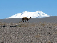 Guanaco 1