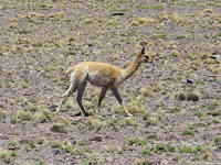 Guanaco 2