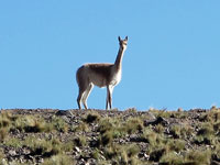 Guanaco 3