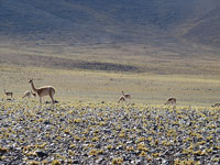 Paesaggio andino con guanachi