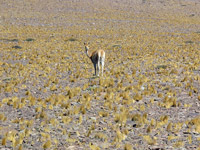 Un guanaco