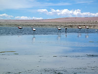 Fenicotteri alla laguna di Tara