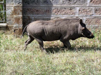 Un facocero a spasso per Nairobi