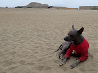 Cane di razza Viringo alla Huaca del Sol