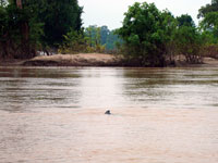 Delfini sul Mekong nei pressi di Kratie