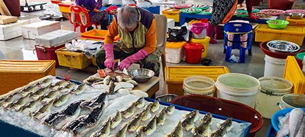 Al mercato del pesce di Busan