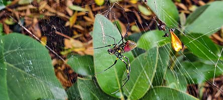 Gli altri due dei quattro Il ragno Joro, Trichonephila clavata, innocuo, in un sentiero di Jeju