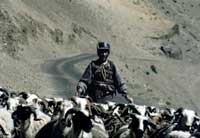 Capre da trasporto con pastore
