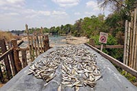 Pesce ad essicare a Khone Phapheng