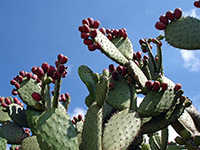 Cactus a Tula