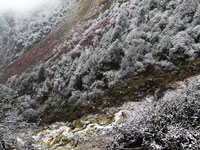 Alberi dopo una nevicata