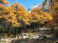 Colori dell'autunno nei pressi di Ghunsa