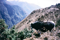 Yak del Khumbu