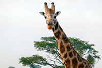 Giraffa al PN Murchinson Falls