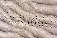 Tracce di scorpione sulla sabbia